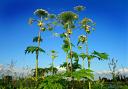 TOXIC: Sightings of giant hogweed have been reported near Alva Academy. Picture from Pixabay