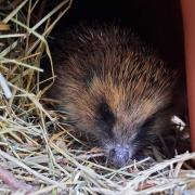 The Wildlife Centre in Fishcross needs food for more than 100 hedgehogs