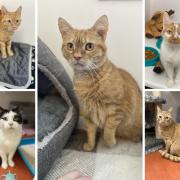 Forth Valley Cats Protection Adoption Centre currently has five cats looking for homes.