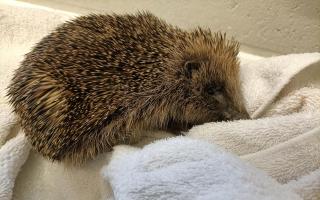 PRICKLY PALS: The Scottish SPCA is urging people to keep an eye out for hedgehogs, especially when using netting in gardens