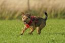 The Pet Abduction Bill, which would apply in England and Northern Ireland, creates two new offences (Steve Parsons/PA)