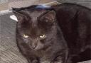 BACK AGAIN: Rebel the cat returned home to Sauchie after two weeks away