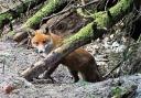 On the Wild Side: Listen out for the eerie screams of courting foxes.