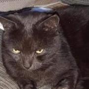 BACK AGAIN: Rebel the cat returned home to Sauchie after two weeks away
