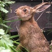 FOUND: The baby hare is believed to have travelled from Durham to Alexandria in a backpack. Picture provided by Scottish SPCA.