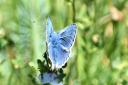 FAR FROM COMMON: The common blue butterfly - Pictures by Keith Broomfield