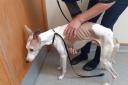 The Scottish SPCA said Preston, a seven-year-old whippet, was 'emaciated' and his owner had caused the dog 'unnecessary suffering'. Photo: SSPCA.