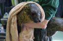 SAVE THE SEALS: Four pups had to be flown to Shetland after the water treatment plant broke down - Picture courtesy of Scottish SPCA