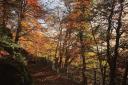 Alva Glen in autumn