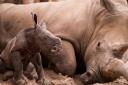 WEE CALF: Blair Drummond Safari park welcomed the female rhino calf to the world last week