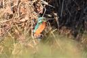 Kingfishers, as the name suggests, eat many fish in rivers