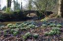 SNOWDROP: Join members of the community for a walk along the Wee County's woodland areas.