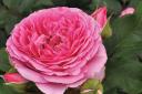 GROW HOW: Dobbies in Stirling will host a session on roses this weekend