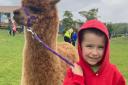 ANNIE THE ALPACA: Aplaca walks proved popular at Redwell PS Fete last year and organisers are promosing plenty more for 2023