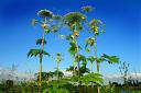 TOXIC: Sightings of giant hogweed have been reported near Alva Academy. Picture from Pixabay