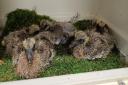 RESCUED: A pair of baby wood pigeons are being cared for at Fishcross. Picture: Scottish SPCA.