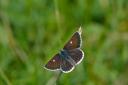 REDISCOVERED: The Northern Brown Argus was believed to be extinct in the Stirlingshire area.