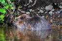 Beaver on the River Devon. Photo from Keith Broomfield