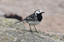 Pied wagtail. Image: Keith Broomfield.