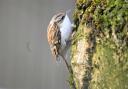 WEE MOUSE OF A BIRD: The treecreeper