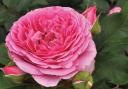 GROW HOW: Dobbies in Stirling will host a session on roses this weekend