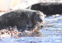 STAY AWAY: The SSPCA urge people to stay clear of grey seals on the shore.