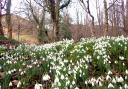 Snowdrops in the Wee County. (Image: Keith Broomfield)