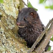 An American mink on the River Devon. (Image: Keith Broomfield)