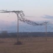 The moment the flock hopped off the power line was captured by stunned engineers