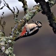 HANDSOME: Crossbills, woodpeckers and coal tits in the Wee County woods