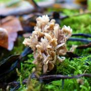 Grey coral fungus - 'an unusual and convoluted little mass'