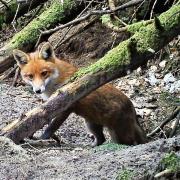 On the Wild Side: Listen out for the eerie screams of courting foxes.