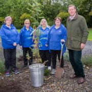 TREE OF TREES: Volunteers at Alva Development Trust and LL Johnny Stewart planted the tree last week - Pictures by John Howie