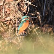 Kingfishers, as the name suggests, eat many fish in rivers