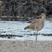 HAVEN: Torry Bay never disappoints with its rich wildlife