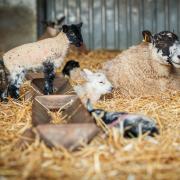 WARNING: Dog walkers are advised to keep their dogs on leads ahead of lambing season.