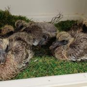 RESCUED: A pair of baby wood pigeons are being cared for at Fishcross. Picture: Scottish SPCA.