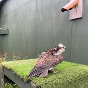 RELEASED: The osprey was let back into the wild following successful rehabilitation.