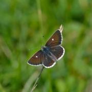 REDISCOVERED: The Northern Brown Argus was believed to be extinct in the Stirlingshire area.