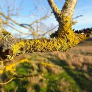 The verdant lichens and mosses of the Ochils