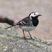 Pied wagtail. Image: Keith Broomfield.