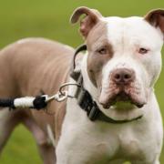 RESTRICTIONS: The Scottish Government has brought in new laws in relation to XL Bully.