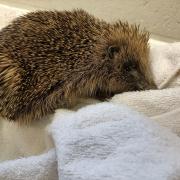 PRICKLY PALS: The Scottish SPCA is urging people to keep an eye out for hedgehogs, especially when using netting in gardens