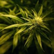 ADMITTED: The accused was growing cannabis plants at his home in Sauchie. Image: Stock