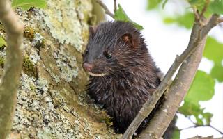 An American mink on the River Devon. (Image: Keith Broomfield)